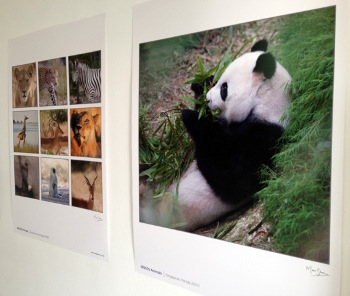 The posters on a wall